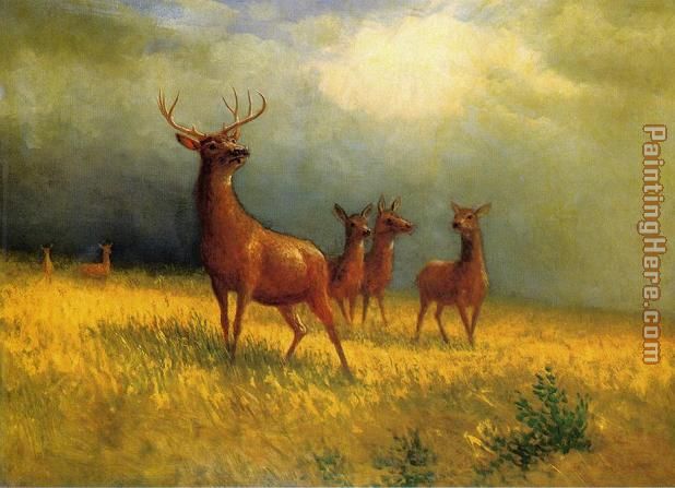 Deer in a Field painting - Albert Bierstadt Deer in a Field art painting
